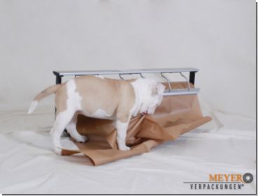 kraft paper brown dog