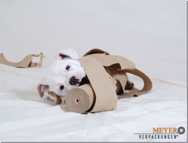 hund mit dehnkrepp