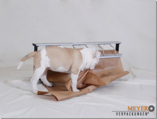 kraft paper brown dog